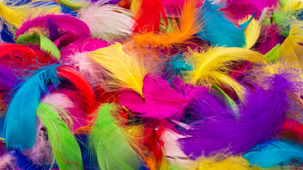 Colorful feather background.