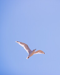 Seagull in the sky