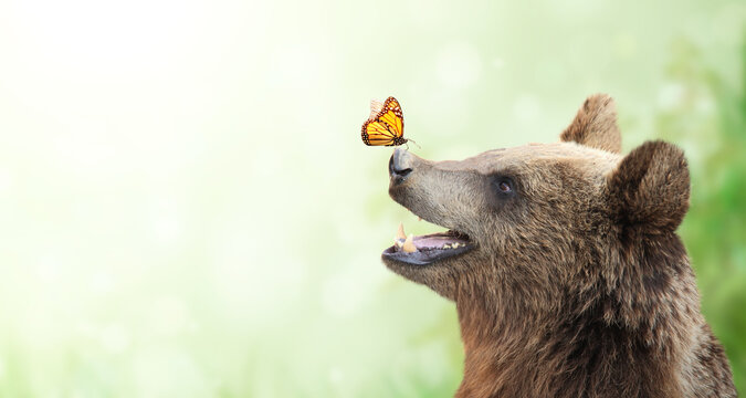 Butterfly on the nose of a cheerful bea