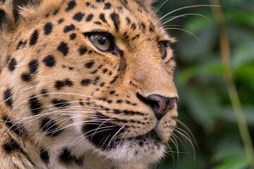 Portrait of an Asian Amur Leopard 