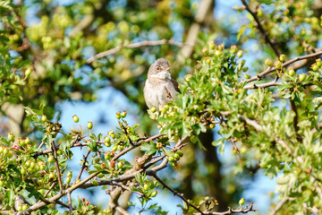 Common Whitethroat (Sylvia communis) male sitting in a bush, taken in the UK