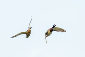 Pair of Mallard Duck (Anas platyrhynchos) in flight, taken in London, England