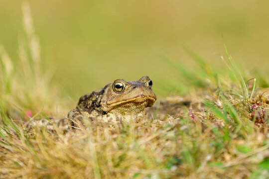 Common Toad (Bufo bufo) walking over a grassy mound, taken in London, England