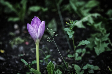 purple crocus flower