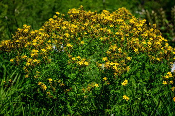 Obraz premium Many delicate yellow flowers of Hypericum perforatum plant, commonly known as.perforate or common St John's wort, in a garden in a sunny spring day