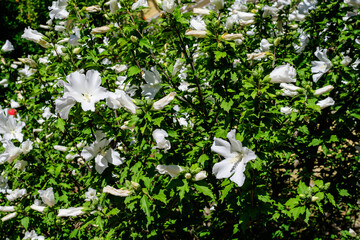 One white flower of hibiscus syriacus plant, commonly known as Korean rose, rose of Sharon, Syrian ketmia, shrub althea or rose mallow, in a garden in a sunny summer day .
