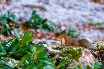 red squirrel (Sciurus vulgaris) on ground with a nuts in it's mouth, taken in Scotland