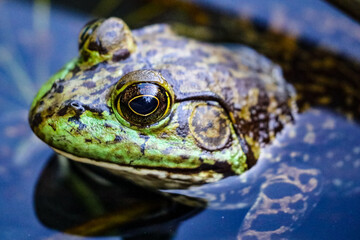 Frog in water in a park in Los Angeles