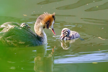 Great Crested Grebe (Podiceps cristatus) doting on it's chick on the Thames, Twickenham © Chris