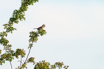 Common Whitethroat (Sylvia communis) perched high in a bush, singing, taken in London, England