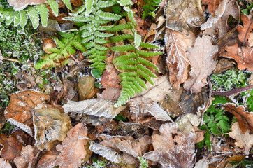 autumn leaves on the ground, green fern, the first frost