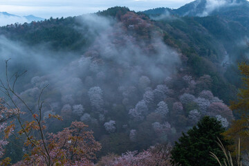 朝靄の発生した山桜が美しい山肌