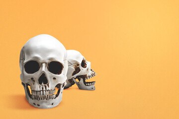 Human skull