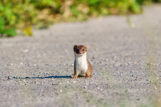Stoat (Mustela erminea) stopped along a path, looking at camera, taken in Essex, England