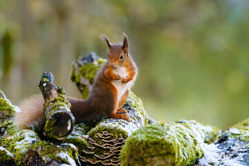 red squirrel (Sciurus vulgaris) on some snow and moss coverd logs, surveying it's surrounding, taken in Scotland