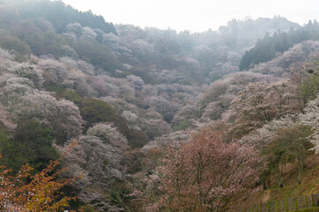 朝靄の発生した山桜が美しい山