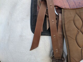 Saddle on horse 