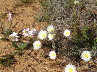 white everlastings growing on dry ground, Australia