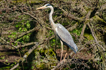 Crane on a tree over water in Germany