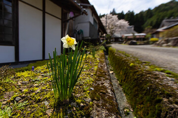 桜が咲いている山村の水仙