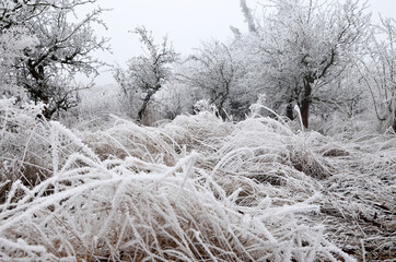 Frost on a Tree branches, winter time, cold weather