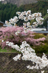 美しい白色の桜とピンク色の桜