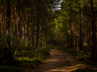 Mystic path to nature on the evening.