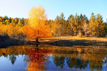 Autumnal Park. Autumn Trees and Leaves. Fall. Golden green orange leaves. Golden birch is reflected in the blue forest lake