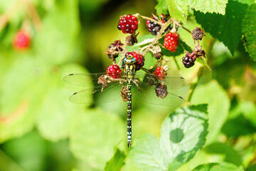 Southern hawker (Aeshna cyanea) perched on some berries int he Autumn, taken in London, England