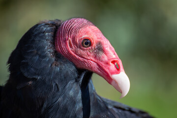 vulture turkey necrophorous bird south america