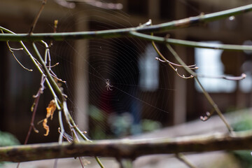 田園の樹木に作られた蜘蛛の巣