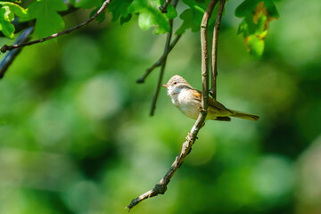 Common Whitethroat (Sylvia communis) in dappled light perched on a twig, taken in London, England