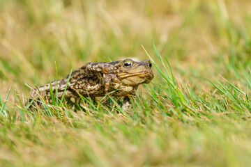 Common Toad (Bufo bufo) with it's foot up mid stride while walking, taken in London, England