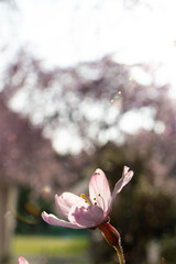 太陽の光で透けている桜の花びら