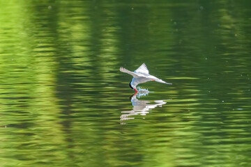 Common Tern (Sterna hirundo) catching prey by flying low over pond with it's beak skimming the surface, taken in London, England