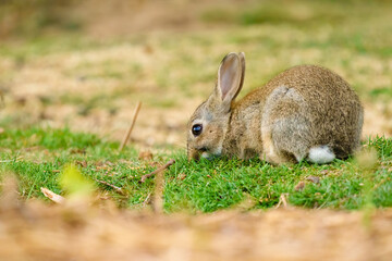 European Rabbit (Oryctolagus cuniculus) foraging for food, taken in England