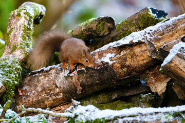 red squirrel (Sciurus vulgaris) searching a log for food, taken in Scotland