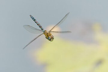 Migrant hawker (Aeshna mixta) in flight over a pond, taken in the UK