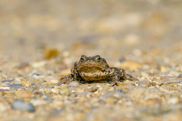 Common Toad (Bufo bufo) looking directly into camera, taken in London