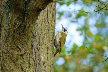 Green Woodpecker (Picus viridis) male perche don side of a tree, taken in Bushy Park, London