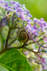 紫陽花の花の影にいるカタツムリ