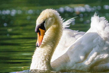 Mute swan (Cygnus olor) on Thames River in Twickenham, UK