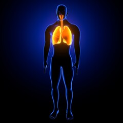3d illustration of human respiratory system lungs anatomy