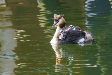Great Crested Grebe (Podiceps cristatus) riding comfortably on their parents back, taken in London,...