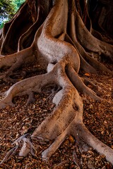 Wurzeln Gummibaum Ficus centenaris 