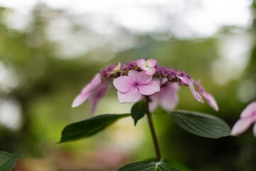 紫陽花の花と背景の光の煌き