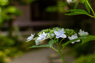 木造の和風建築と白い紫陽花