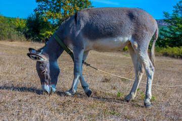 donkey grazes on a field in the  steppe
