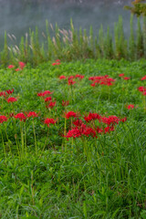 湖のほとりの草原に咲く彼岸花