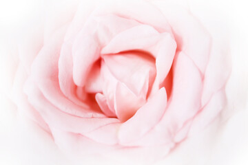 Fototapeta na wymiar Select focus, Pink rose on white background. For Valentines Day.